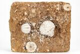 Crinoid (Abatocrinus) & Blastoid (Cryptoblastus) Plate - Missouri #212094-1